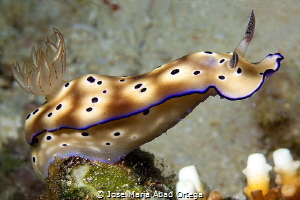 Goniobranchus leopardus by Jose Maria Abad Ortega 